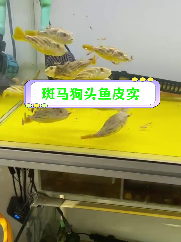 斑马狗头鱼耐活,包牙口无地包天