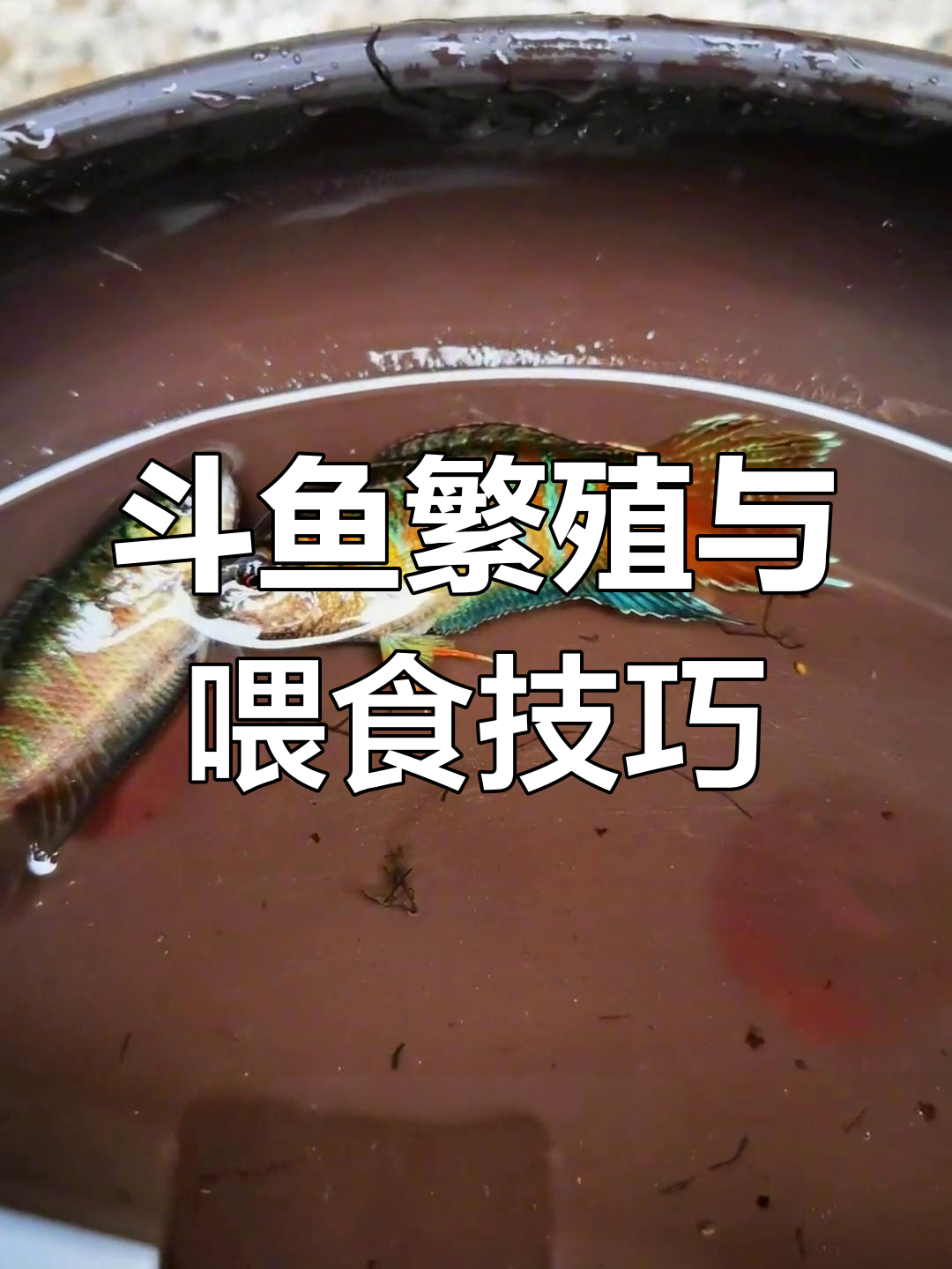 中国斗鱼繁殖技巧:从挑选种鱼到喂养小鱼苗全攻略