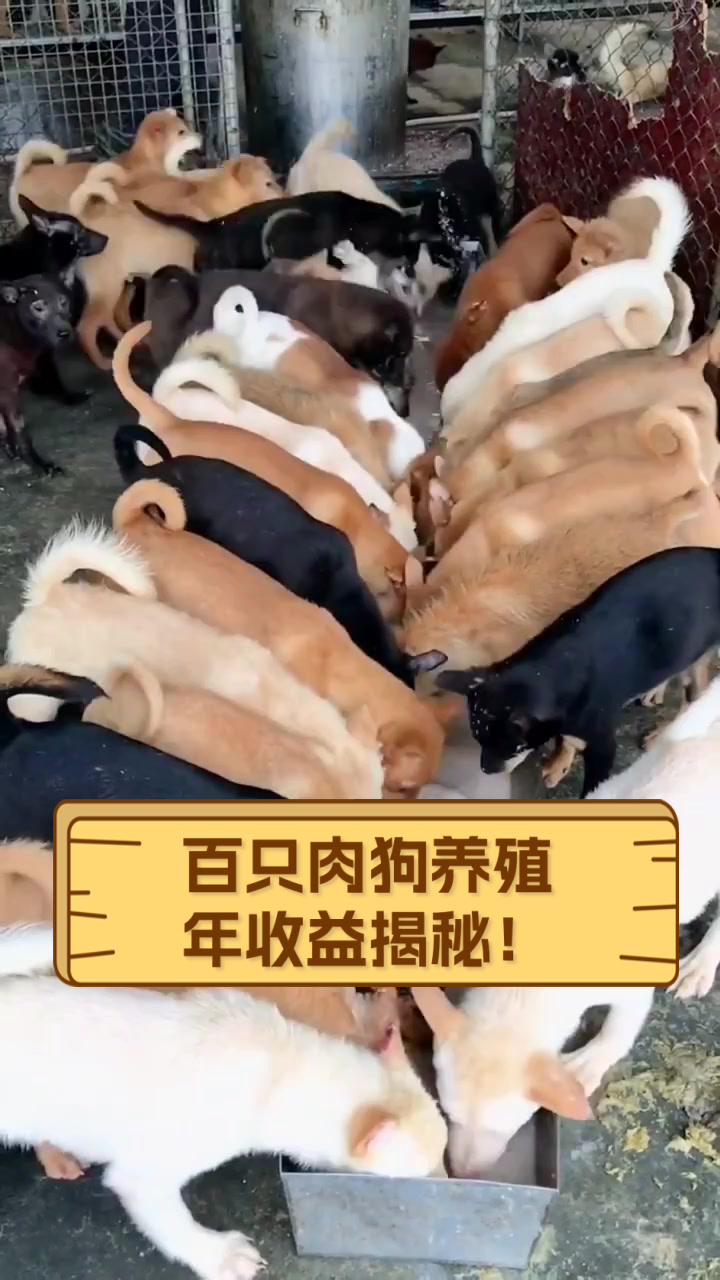 百只肉狗养殖,年收益揭秘!