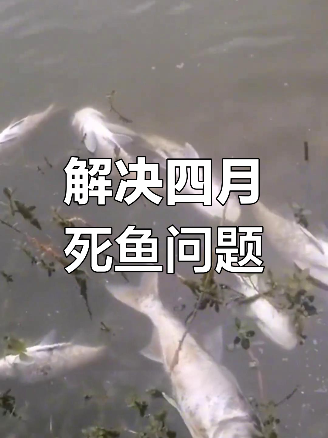 鱼塘死鱼的三大原因及应对方法