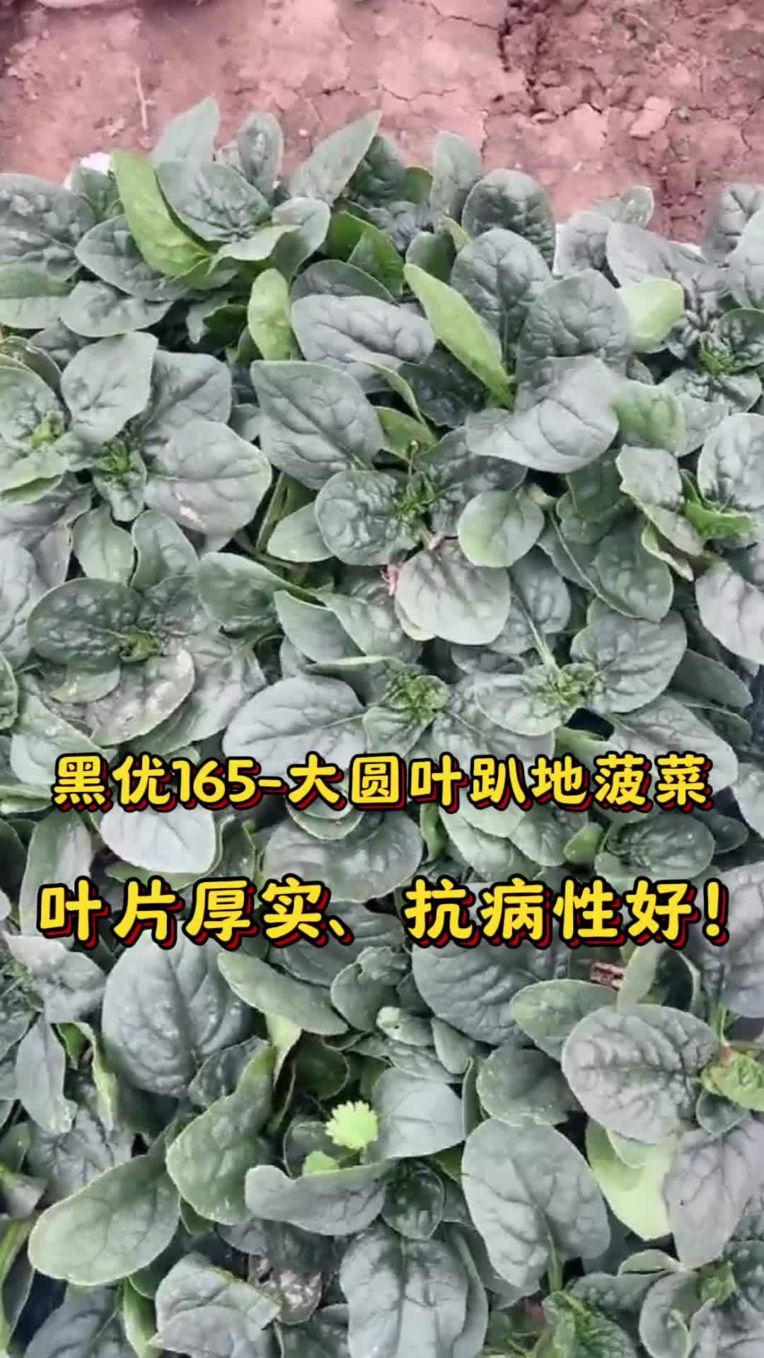 黑优165-大圆叶趴地菠菜。叶片厚实、抗病性好,可以大棚种植 农业种植 三农 菠菜