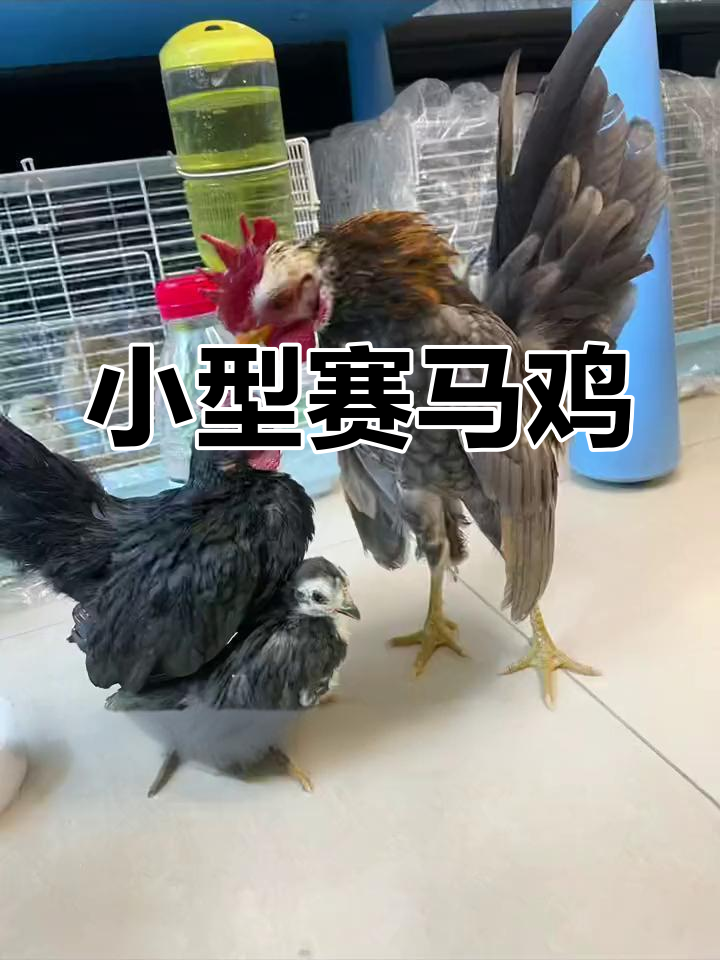 马来西亚塞拉玛矮脚鸡:世界上最小的观赏鸡