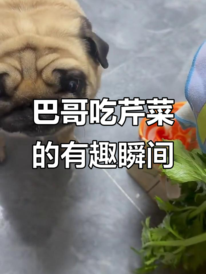 巴哥吃芹菜叶,表情超搞笑
