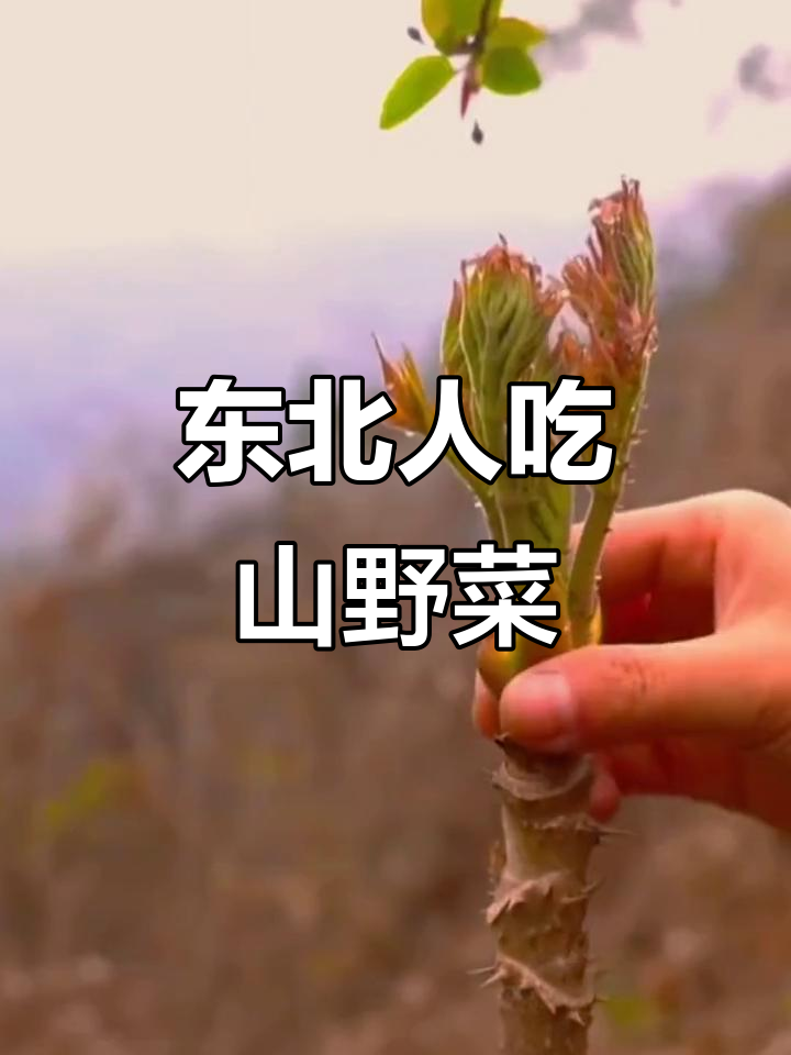东北春季野菜大丰收,婆婆丁、刺嫩芽等美味来袭