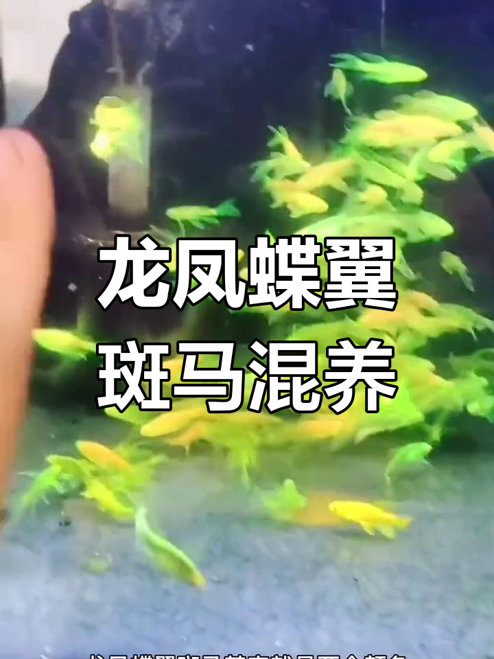 龙凤蝶翼斑马与绿翡翠混养,两种美丽斑马的完美搭配