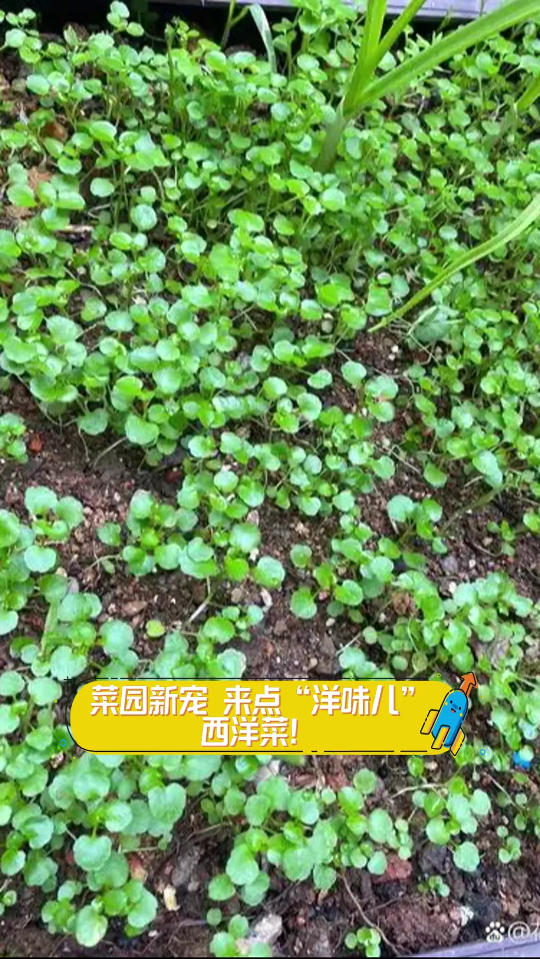 菜园新宠,来点“洋味儿”西洋菜!