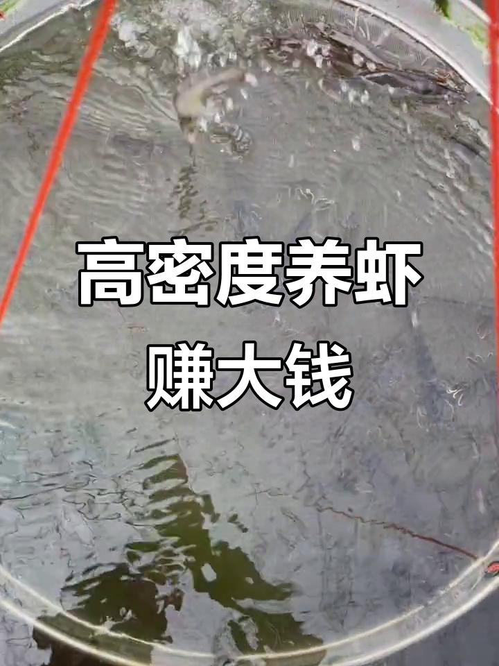 养殖汉堡利润惊人,干面皮力与竹子倒影的奇妙搭配