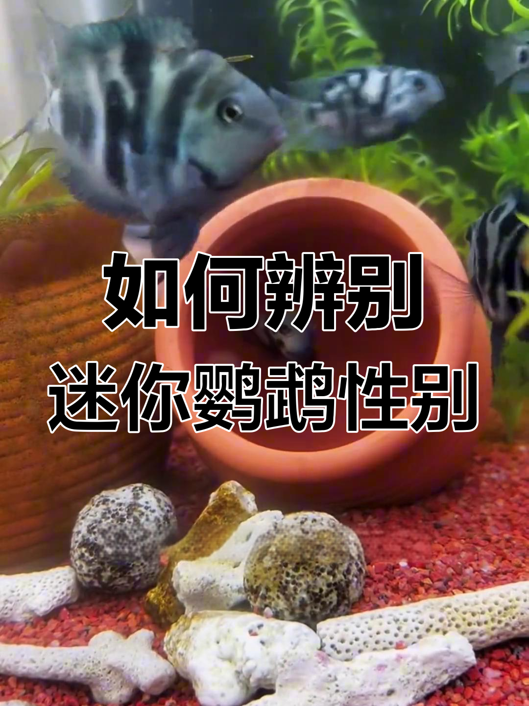 迷你鹦鹉鱼公母分辨技巧