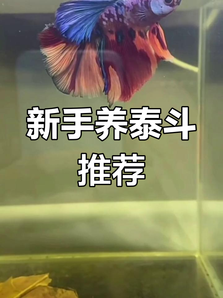 泰国斗鱼品种解析:哪种最适合新手饲养