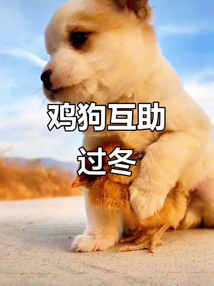 鸡妈妈与狗狗的暖心故事,冬天里的相互照顾