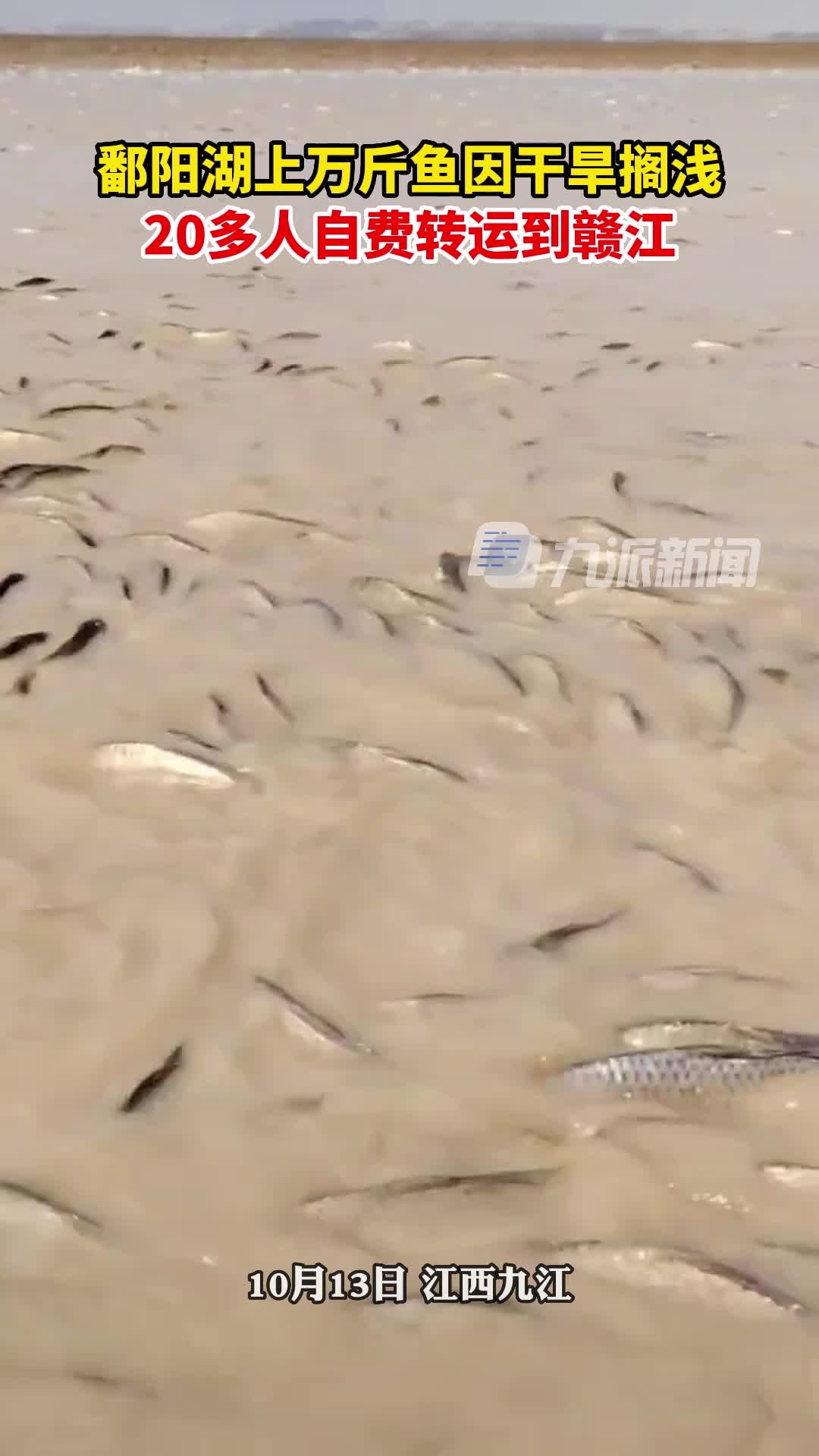 10月13日,江西九江,鄱阳湖上万斤鱼因干旱搁浅,20多人自费转运到赣江