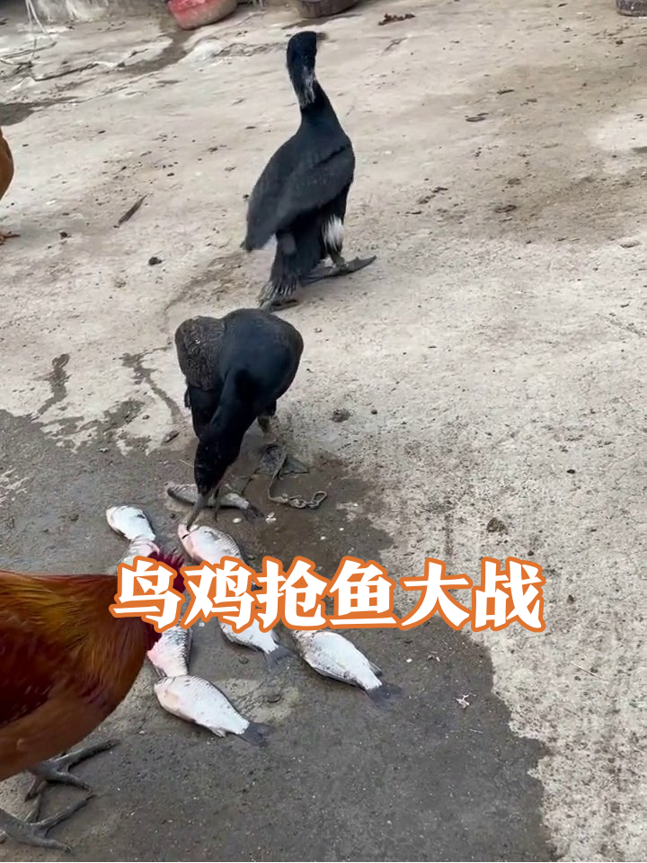 鸬鹚独享鱼堆遭鸡群突袭,展翅怒怼笑料百出