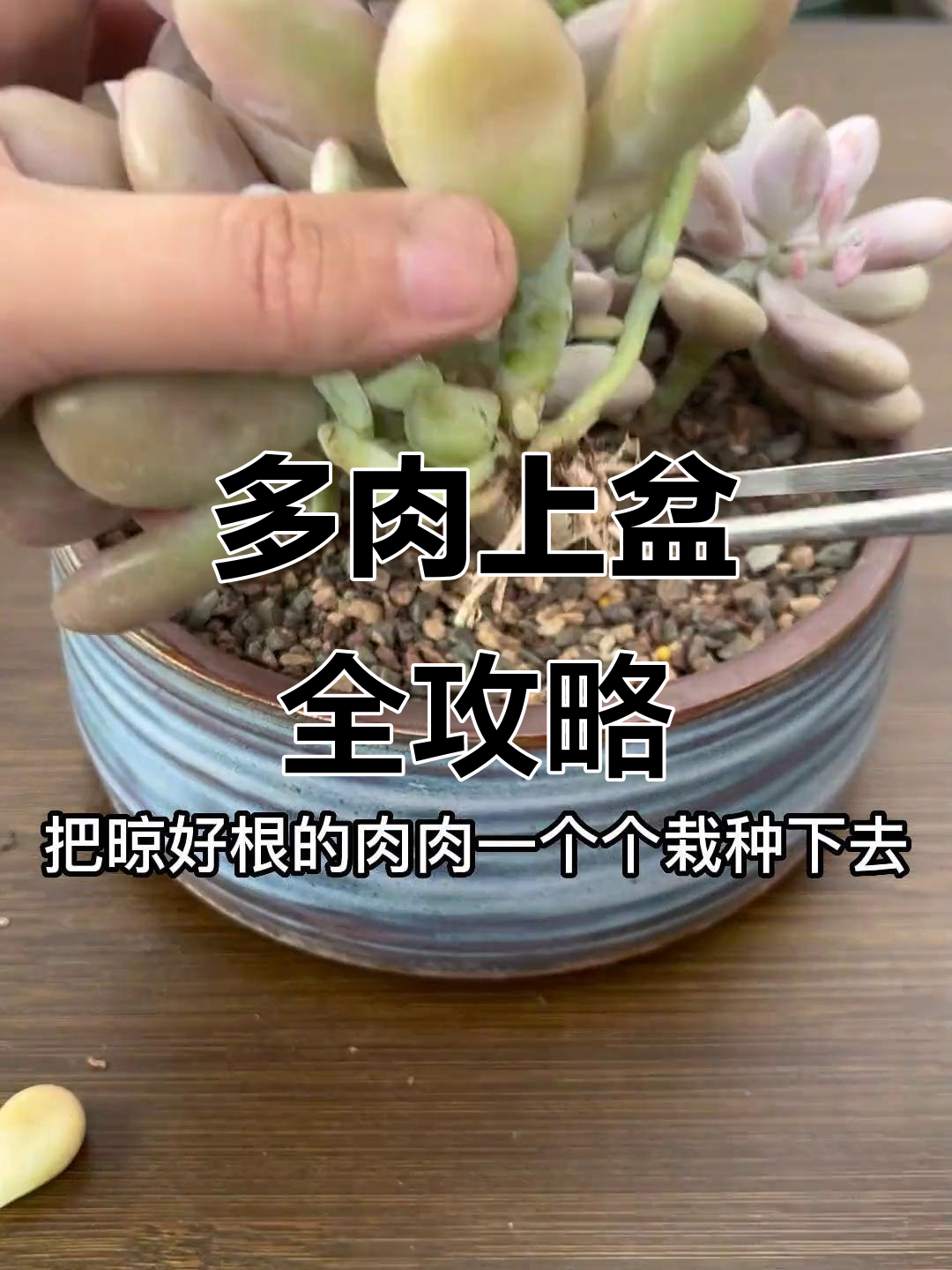 如何正确栽种带盆多肉？教你一步步操作，避免烂根