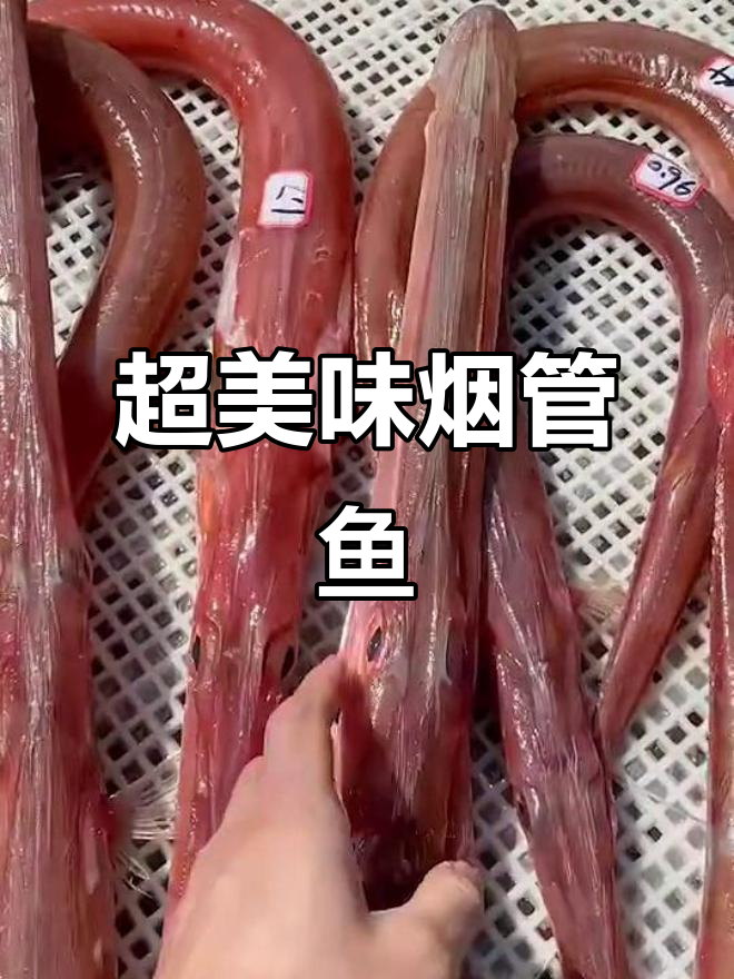 烟管鱼:嘴巴超长,肉多刺少,做汤鲜美无比