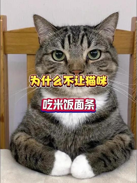 邪修养猫,为什么猫咪不能吃人的食物?