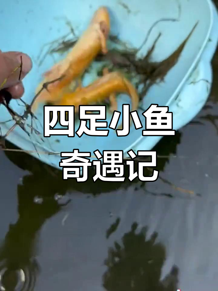 捡到两条奇怪的小鱼,竟然有四条腿