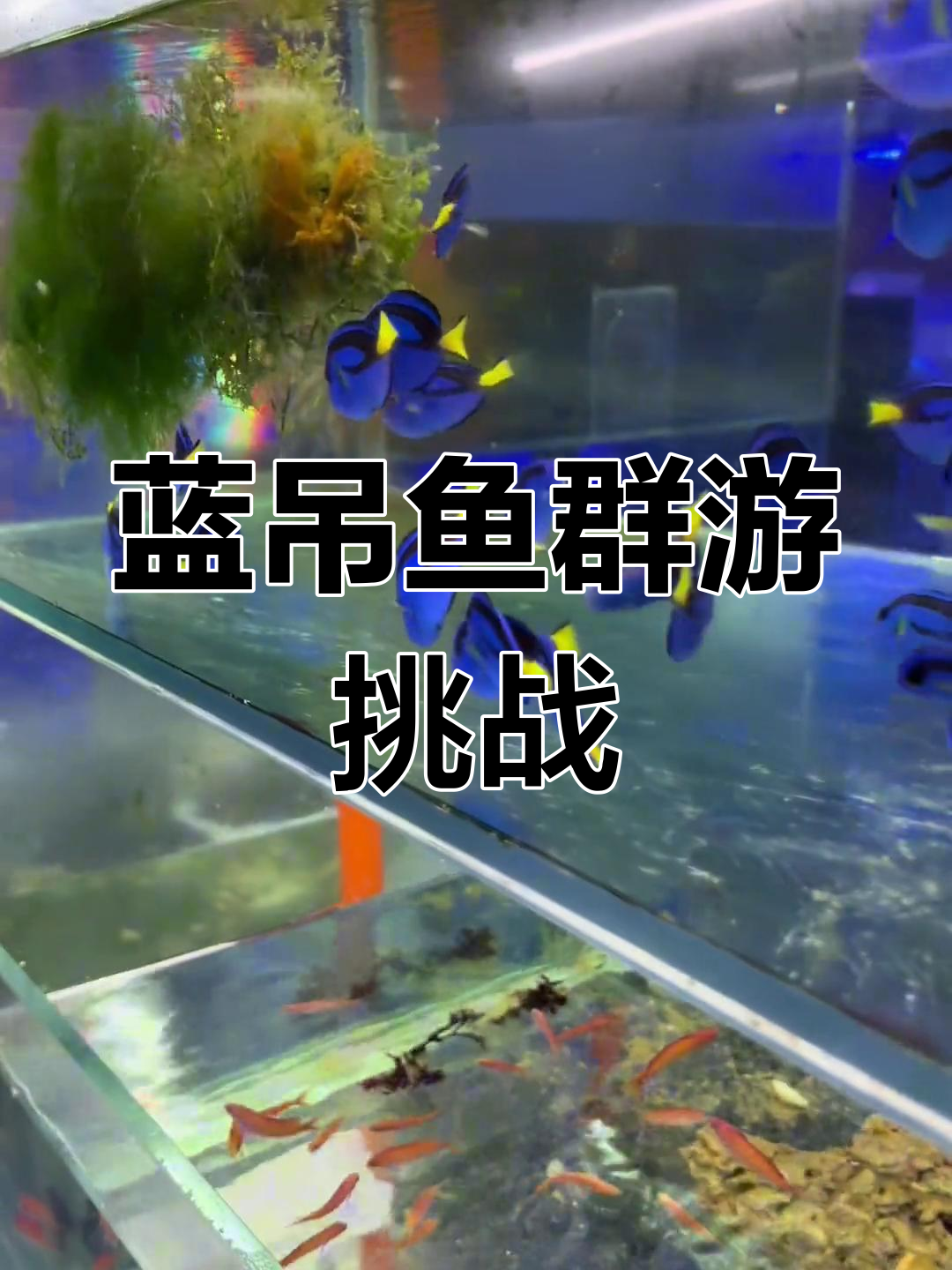 蓝吊鱼群游,美丽又胆怯,挑战养殖难度