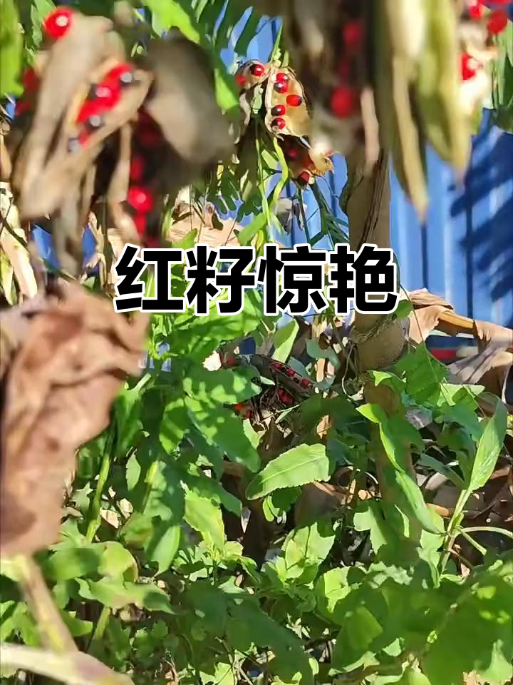 第一次见到鸡骨草种子,红艳如宝石,令人惊艳!