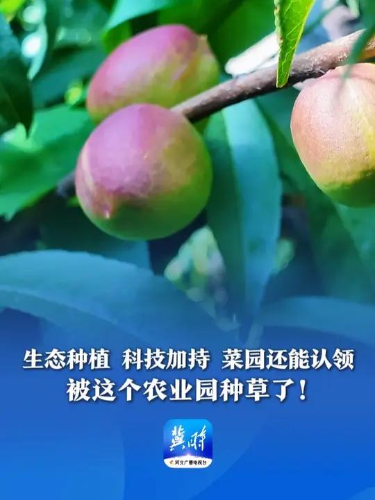 看见雄安丨生态种植 科技加持 菜园还能认领,被这个农业园种草了!