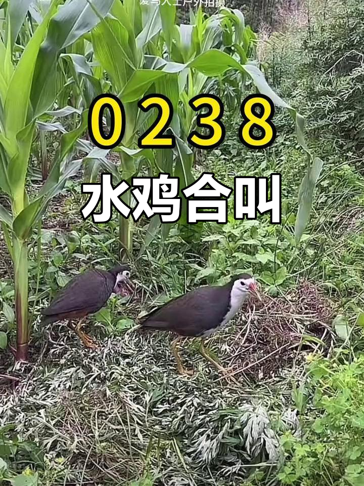 白面水鸡公母对唱，叫声动听