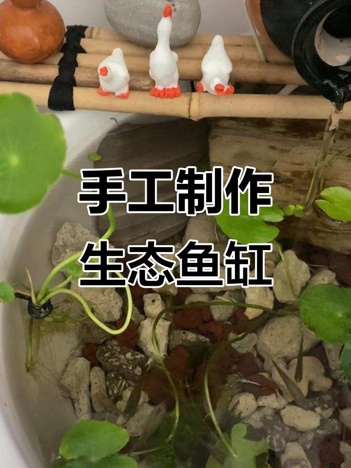 自制生态鱼缸全攻略，打造完美水族环境