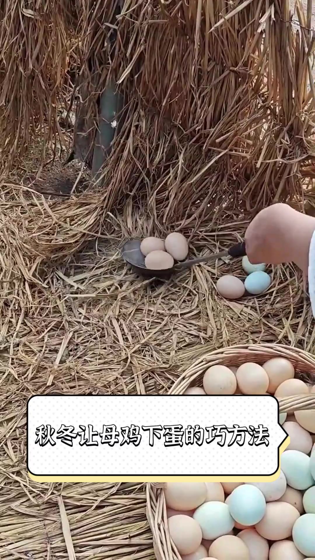 秋冬让母鸡下蛋的巧方法