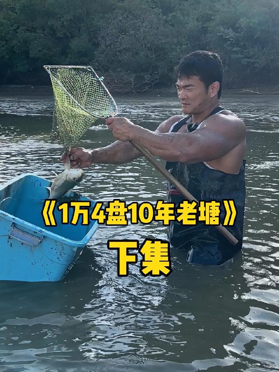 花14000包下一口十年老塘,据说有1吨鱼,看看这次能赚还是亏?SKG金腰带 一花一个新世