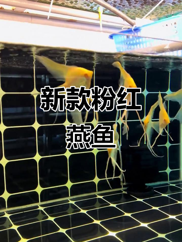 黄金燕鱼新品种,粉色红眼颜值爆表