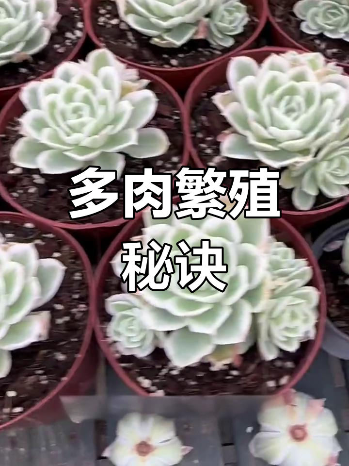 有些多肉叶插易活,扦插更快;哪些不能叶插?评论揭秘!