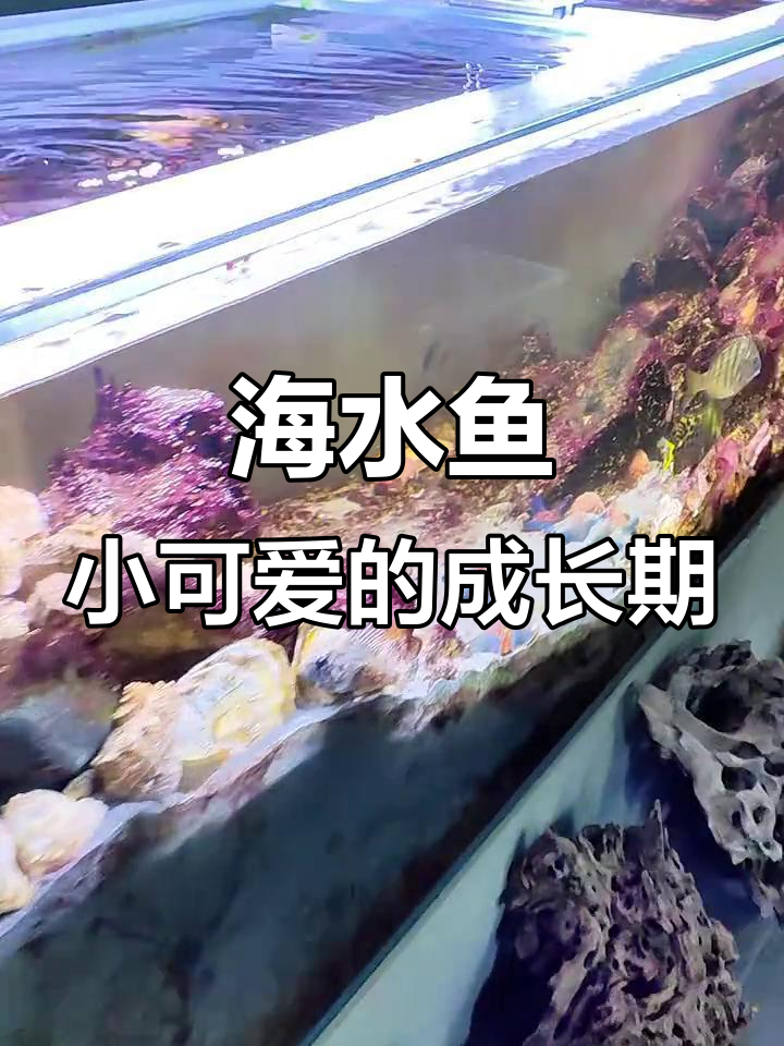 小可爱能活多久?海缸日记里的角箱鲀成长记