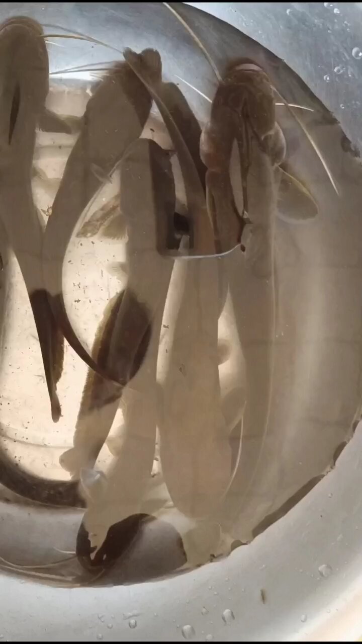 这些小河鱼你们认识吗