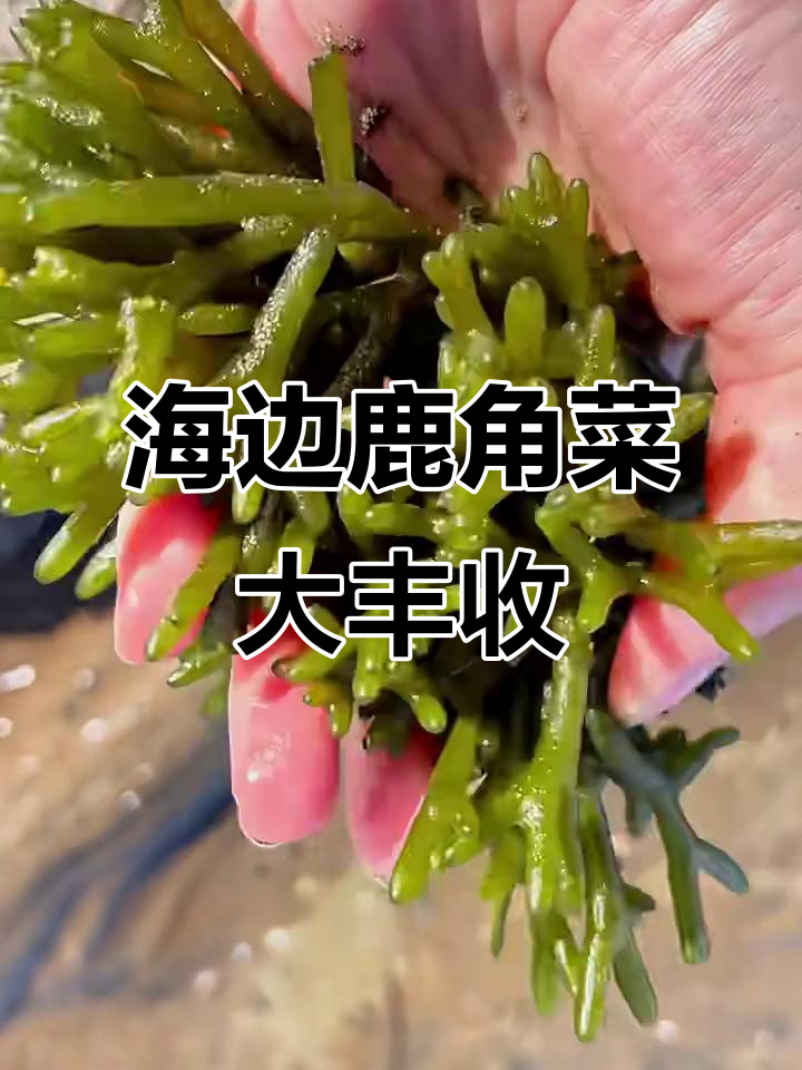 柳村海边发现鹿角菜农场,石头上长满了可爱小植物