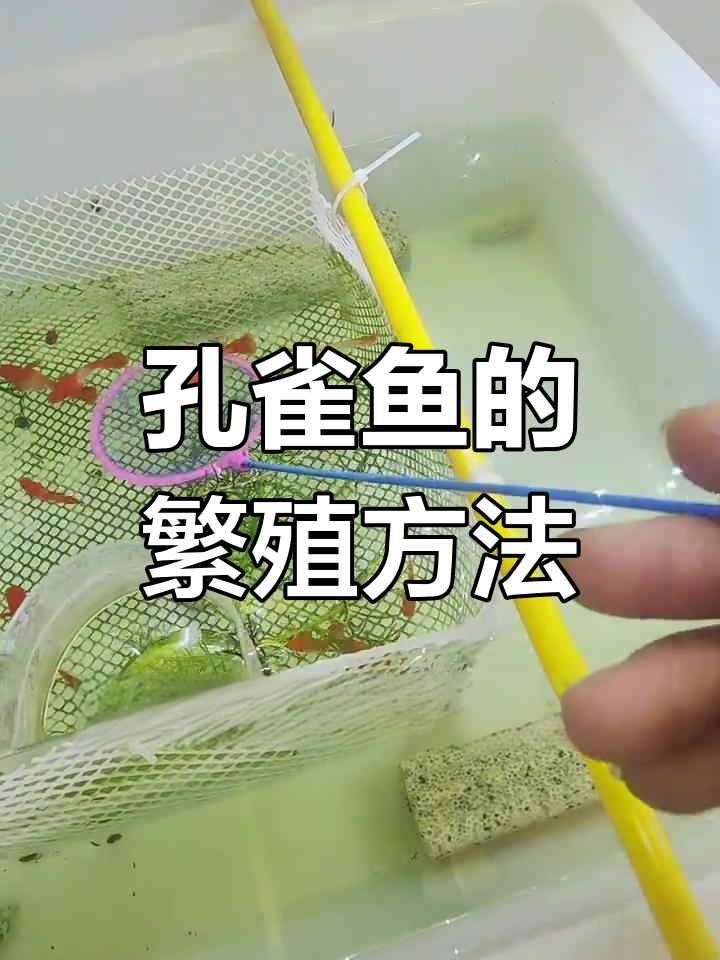 孔雀鱼如何繁殖?隔离技巧全揭秘