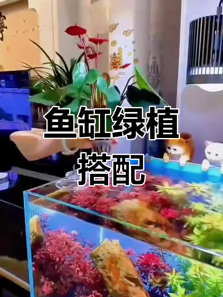 在玻璃鱼缸旁放个植物架,增添生机与小清新