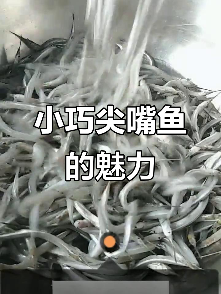 尖嘴鱼,小巧美味,椒盐烹饪最佳,肉质鲜嫩!