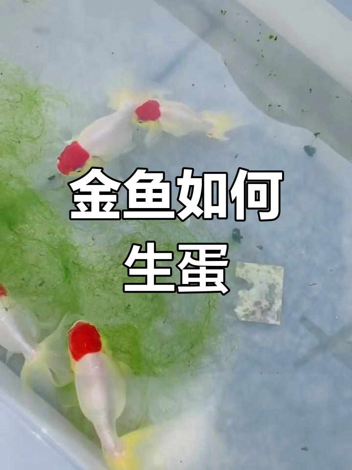 金鱼产卵过程揭秘