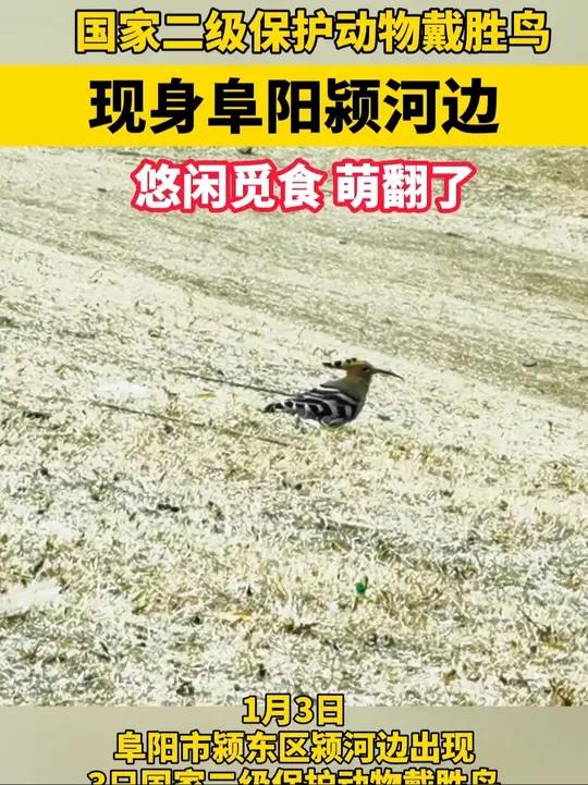 国家二级保护动物戴胜鸟现身阜阳颍河边,悠闲觅食,萌翻了!(特约视频记者:史春)