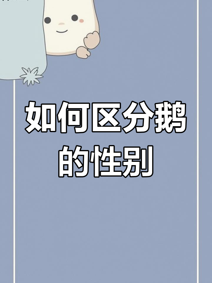 鹅苗公母分辨技巧,轻松掌握!