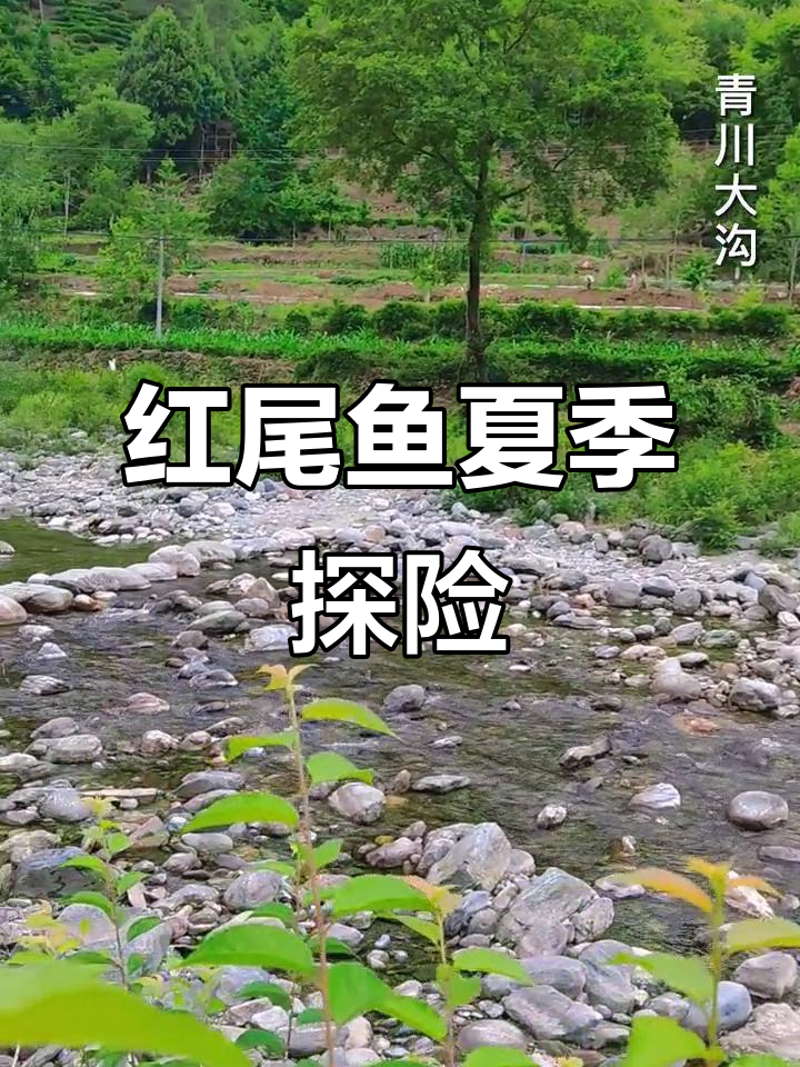 夏日寻迹红尾巴鱼,户外风景治愈之旅
