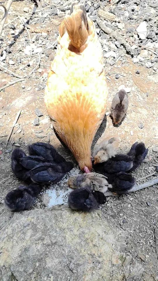 小鸡出壳的第十天,发现有一只小鸡长出来小尾巴,它是不是公鸡