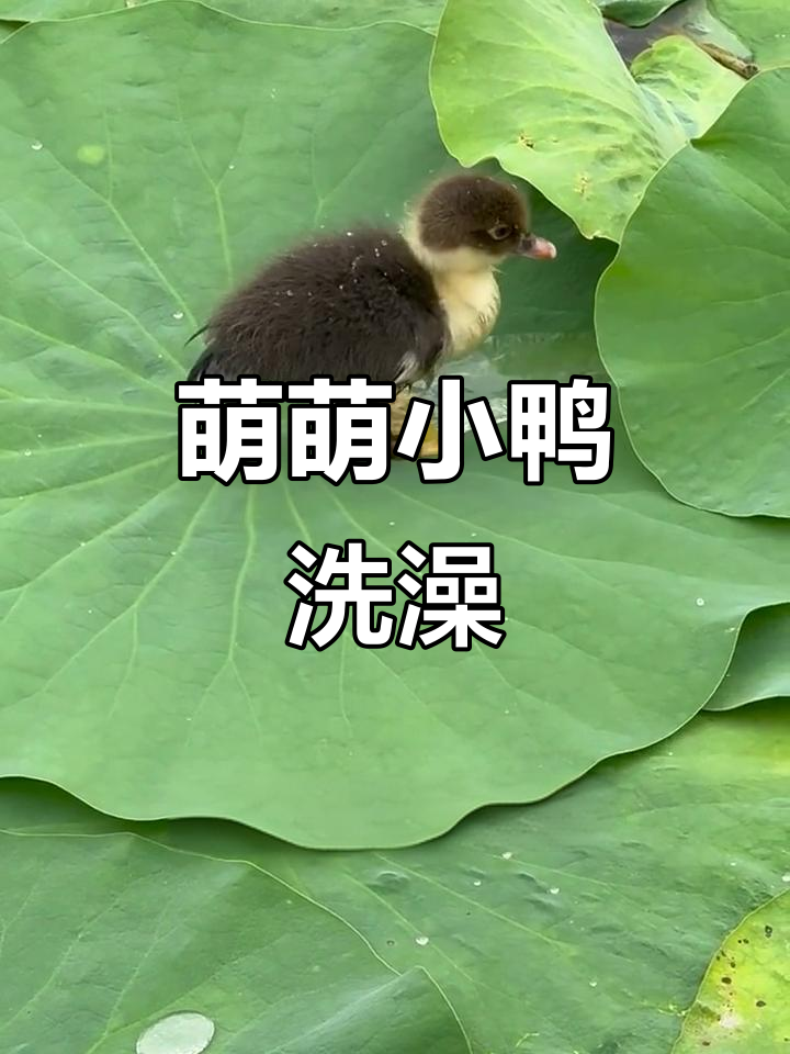 小鸭荷叶戏水，萌态十足，岸边观众忍不住惊叹！