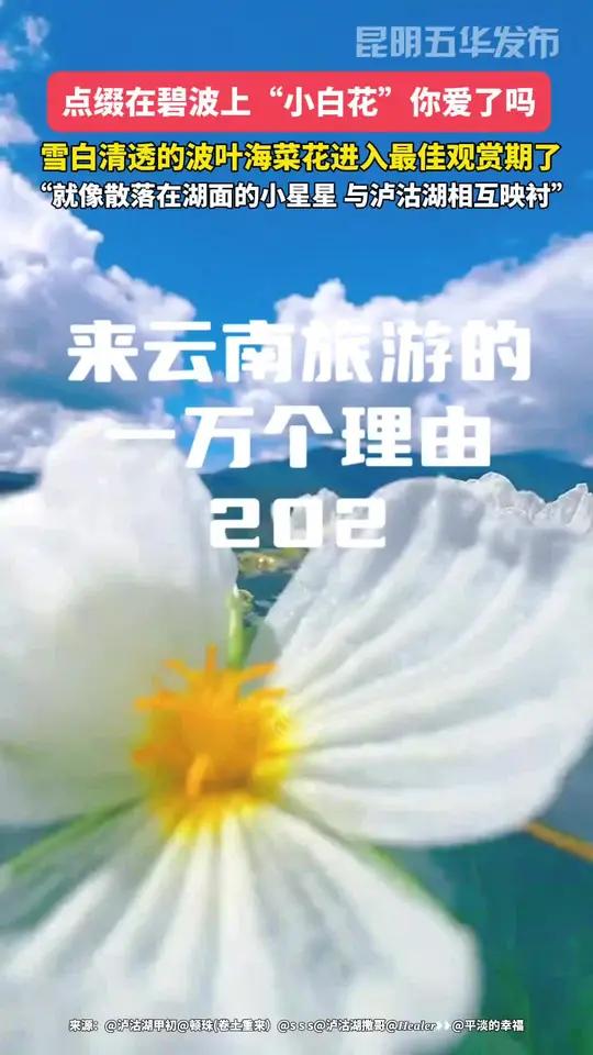雪白清透的波叶海菜花进入最佳观赏期了