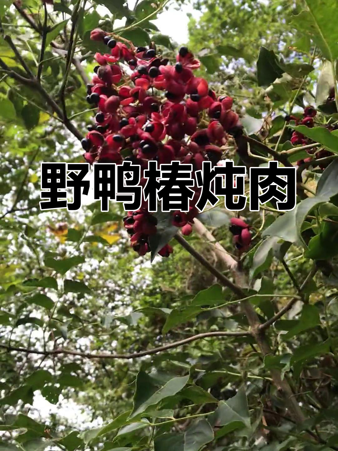 野鸭椿:炖瘦肉的好食材