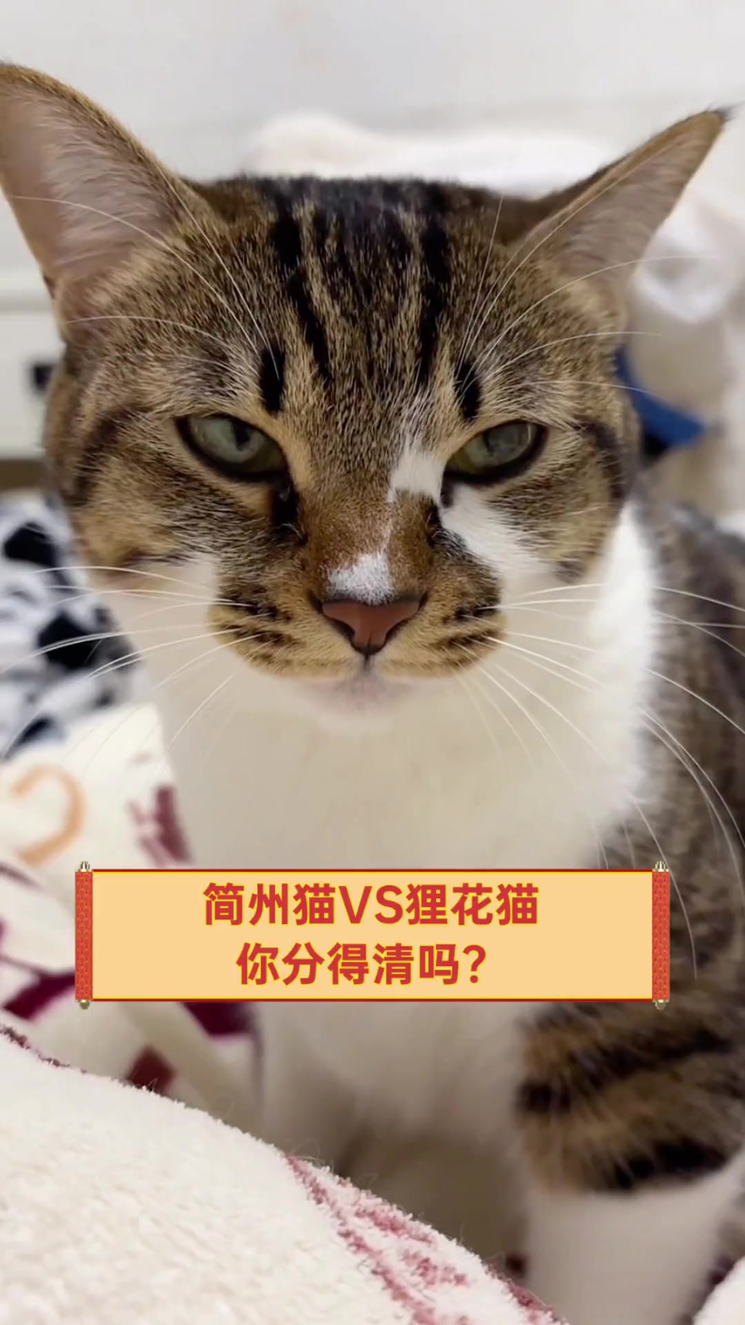 简州猫VS狸花猫,你分得清吗?