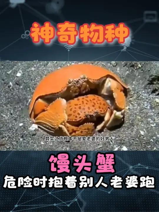 馒头蟹爱老婆?不,它抱的可能是其他的老婆,渣蟹实锤 馒头蟹 馒头蟹的爱情 搞笑动物配音 动
