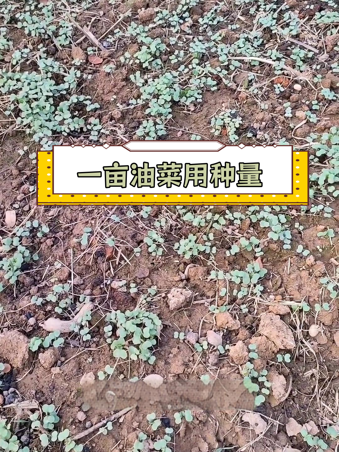 油菜一亩播种量多少合适