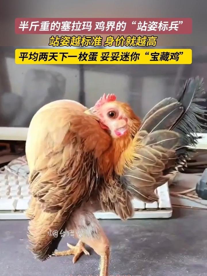 12月23日（采访时间），吉林。巴掌大的塞拉玛迷你鸡一闲下来就昂首挺胸站得笔直，妥妥鸡界“