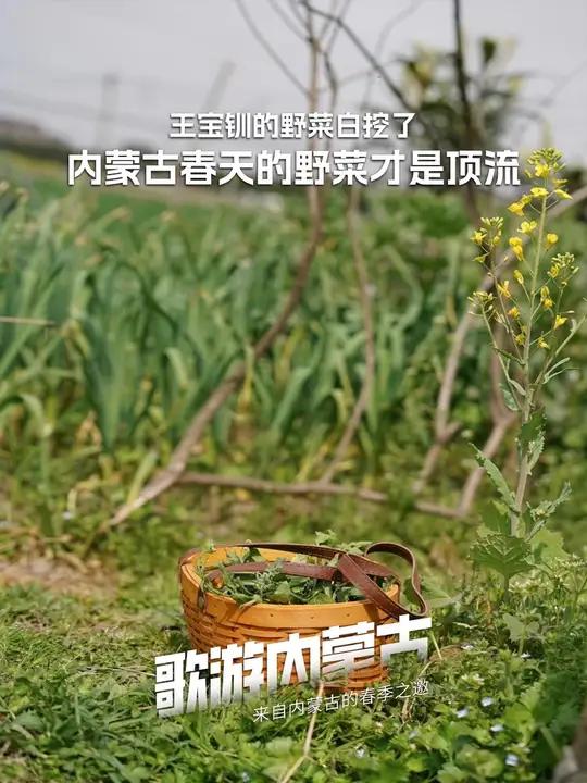 王宝钏的野菜白挖了!内蒙古春天的野菜才是顶流