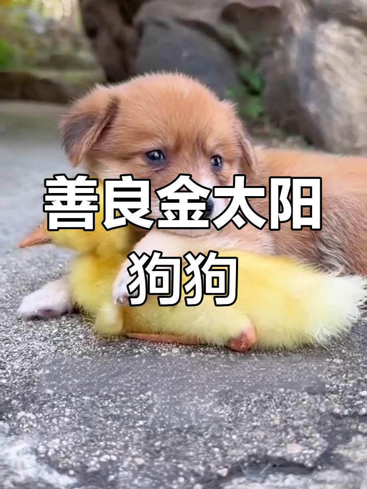 金太阳狗狗与小鸭子的温馨日常，善良宠爱让人心暖