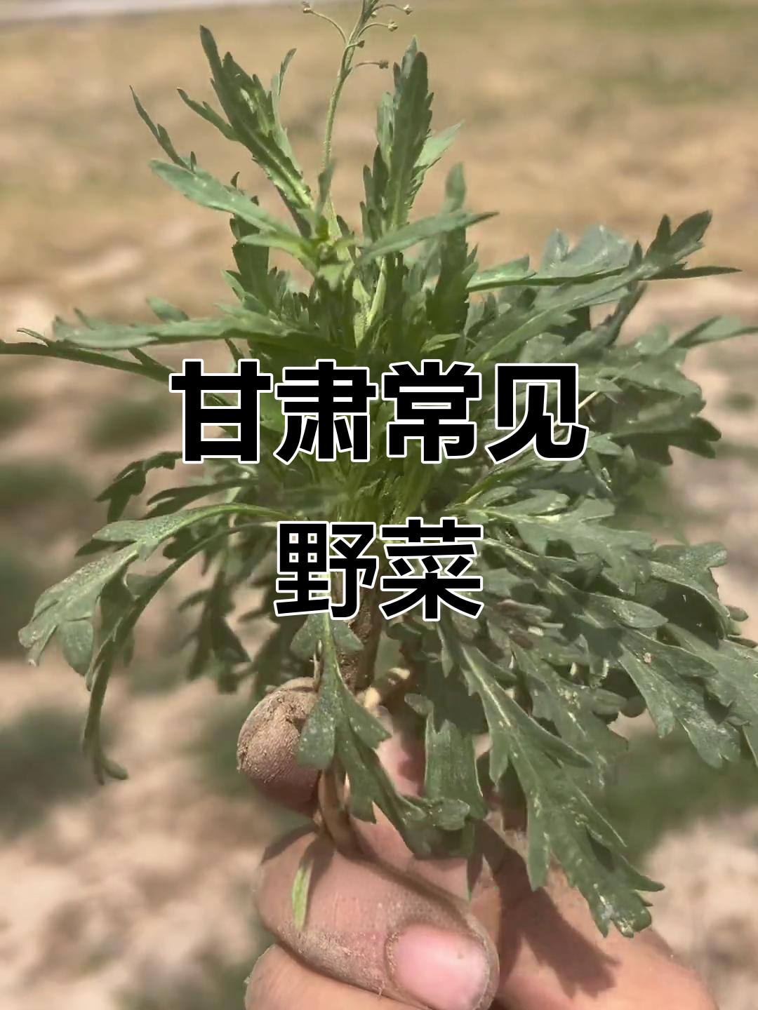甘肃常见野菜大盘点,城乡皆有美味